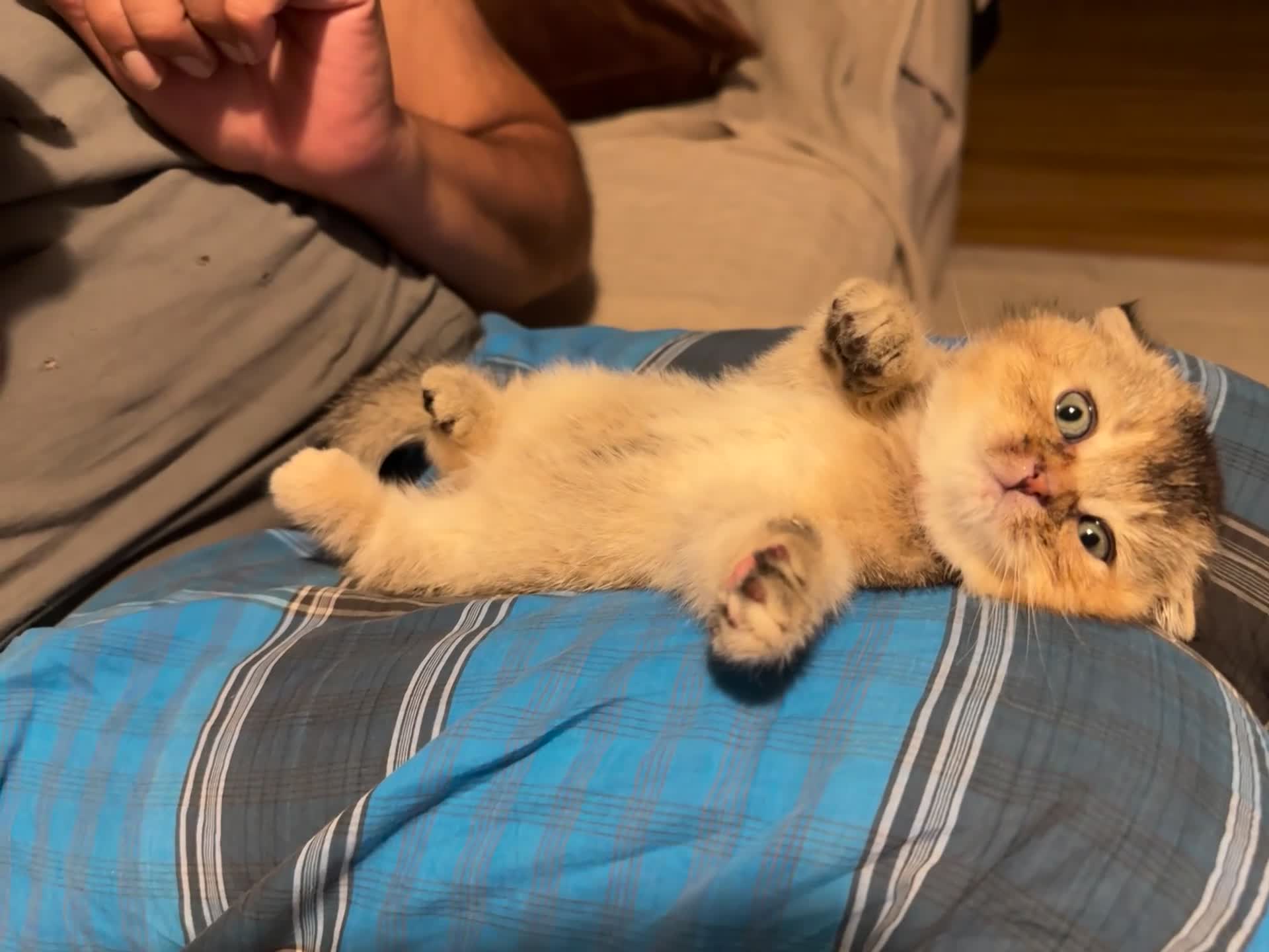 Scottish Fold cats for sale: Scottish fold and British shorthair kittens - Video 4