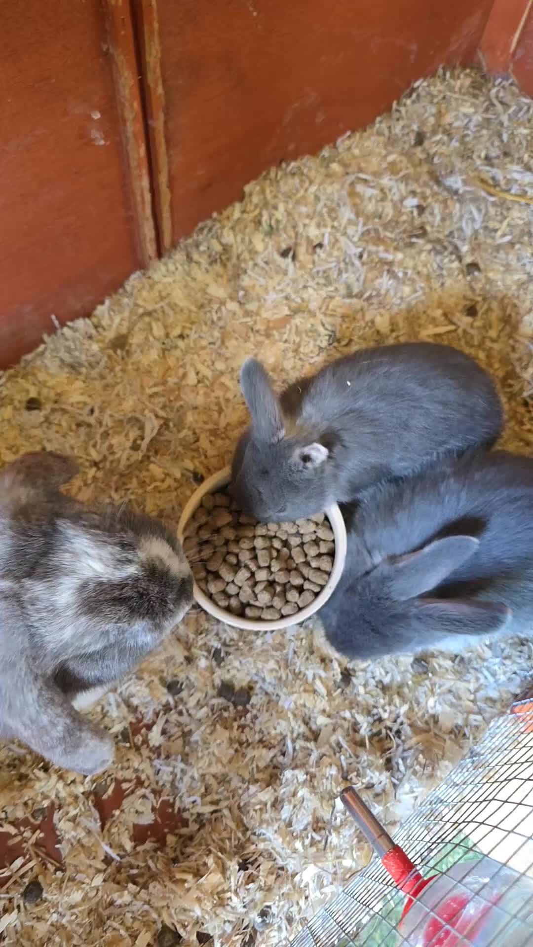 Mixed Breed rabbits for sale: Baby Bunnies  - Video 1