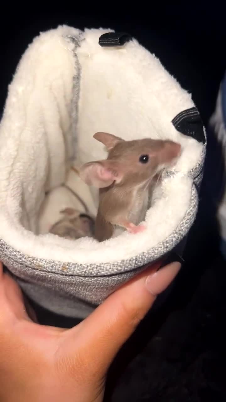 Mouse rodents for sale: 4 female mice and full setup in Luton - Video 3