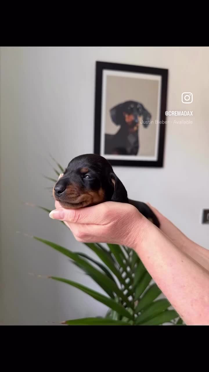 Miniature Dachshund dogs for sale: Exceptional Litter Of Smooth Haired Mini Dachshund - Video 2