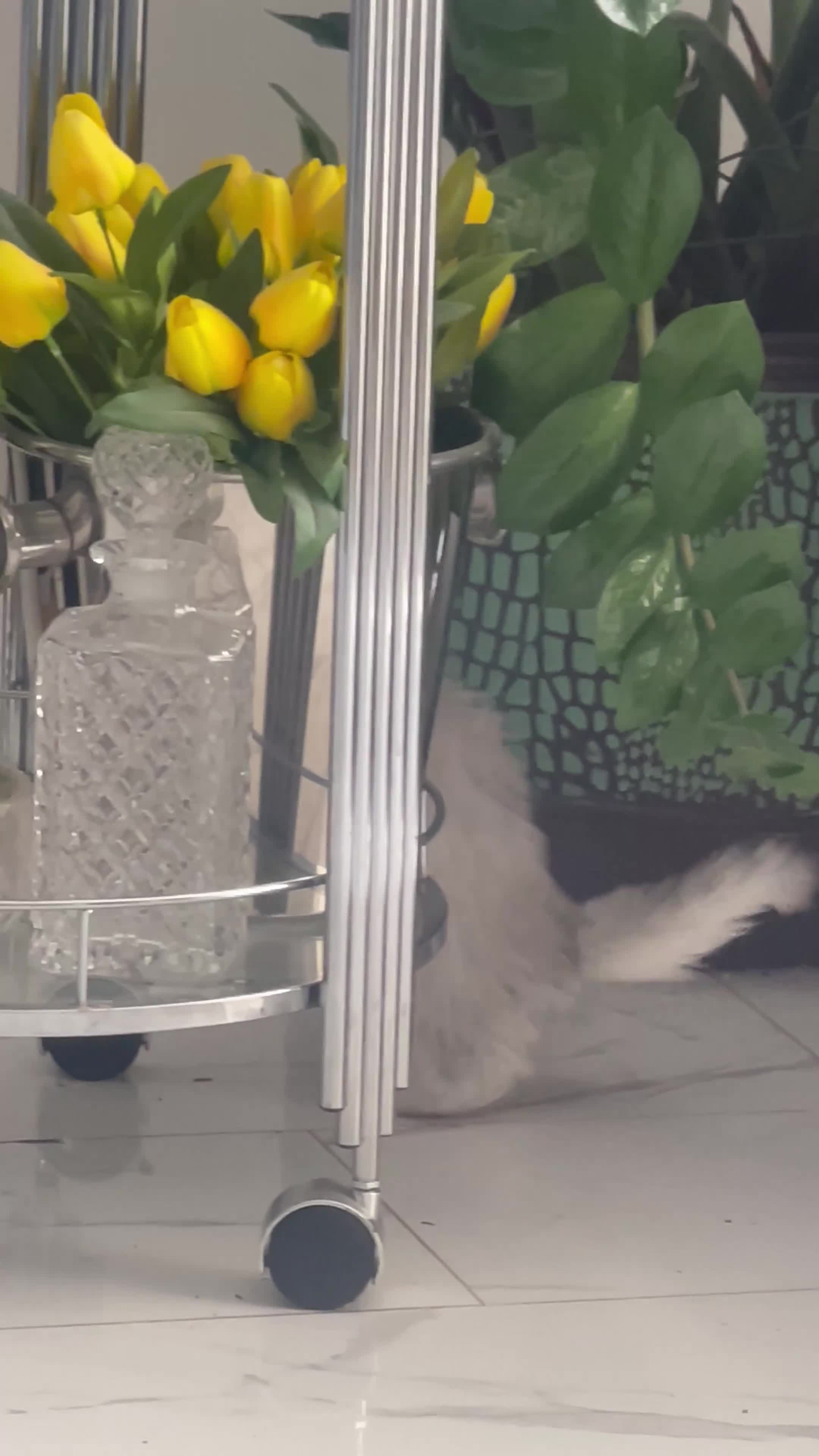 Persian cats for sale: Silver Persian chinchilla kittens, 2 Male 1 Female - Video 1