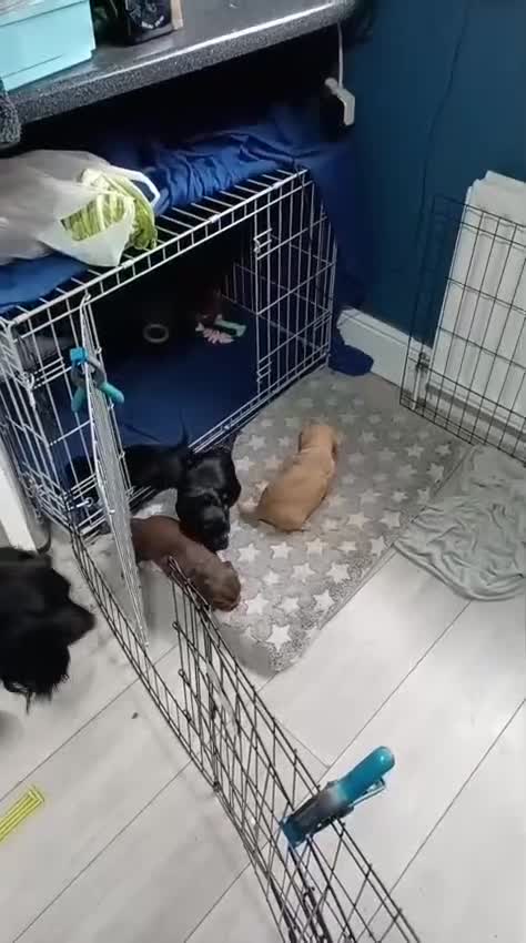 Cocker Spaniel dogs for sale: Black boy cocker spaniel - Video 2