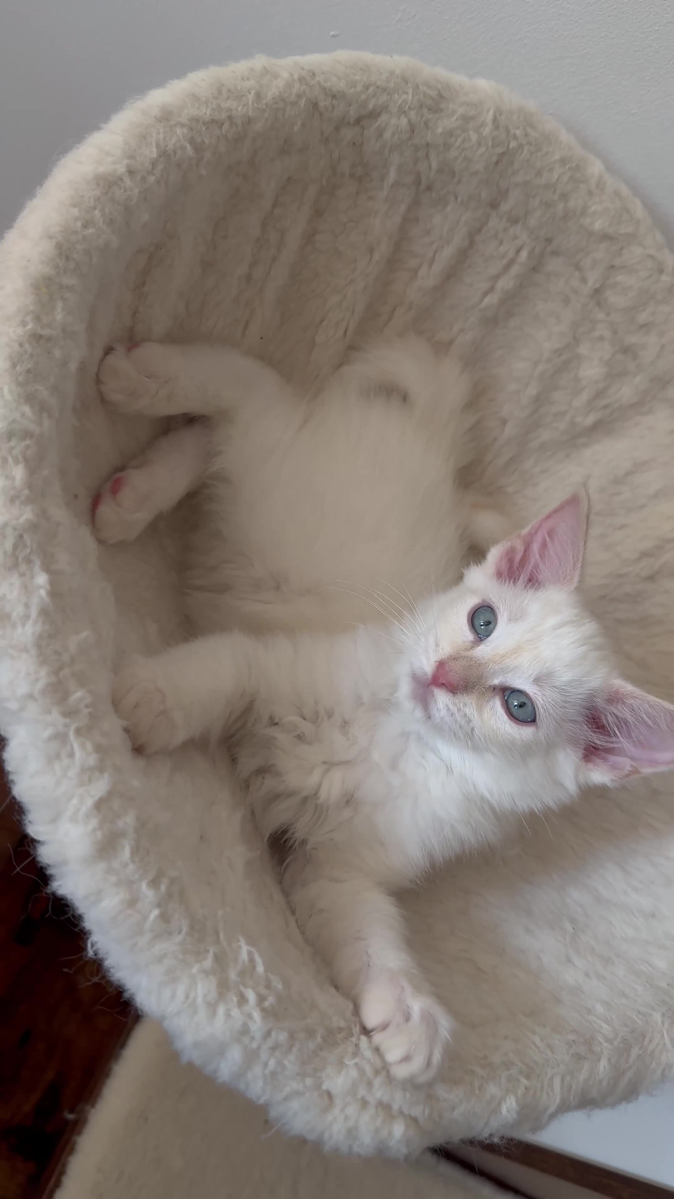 Ragdoll cats for sale: Pedigree Point Ragdoll kittens  - Video 4