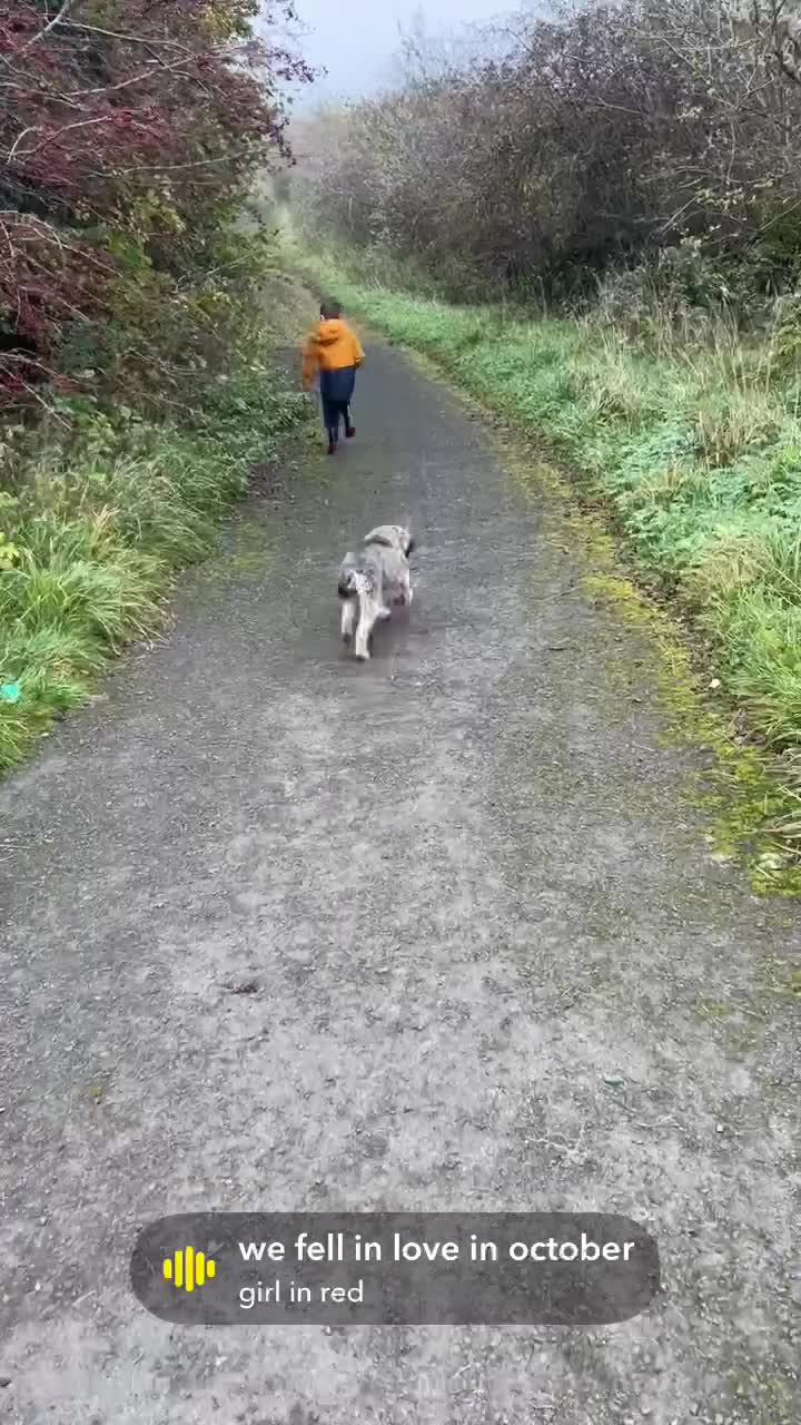 Cockapoo dogs for sale: Toy Cockapoo’s  - Video 2