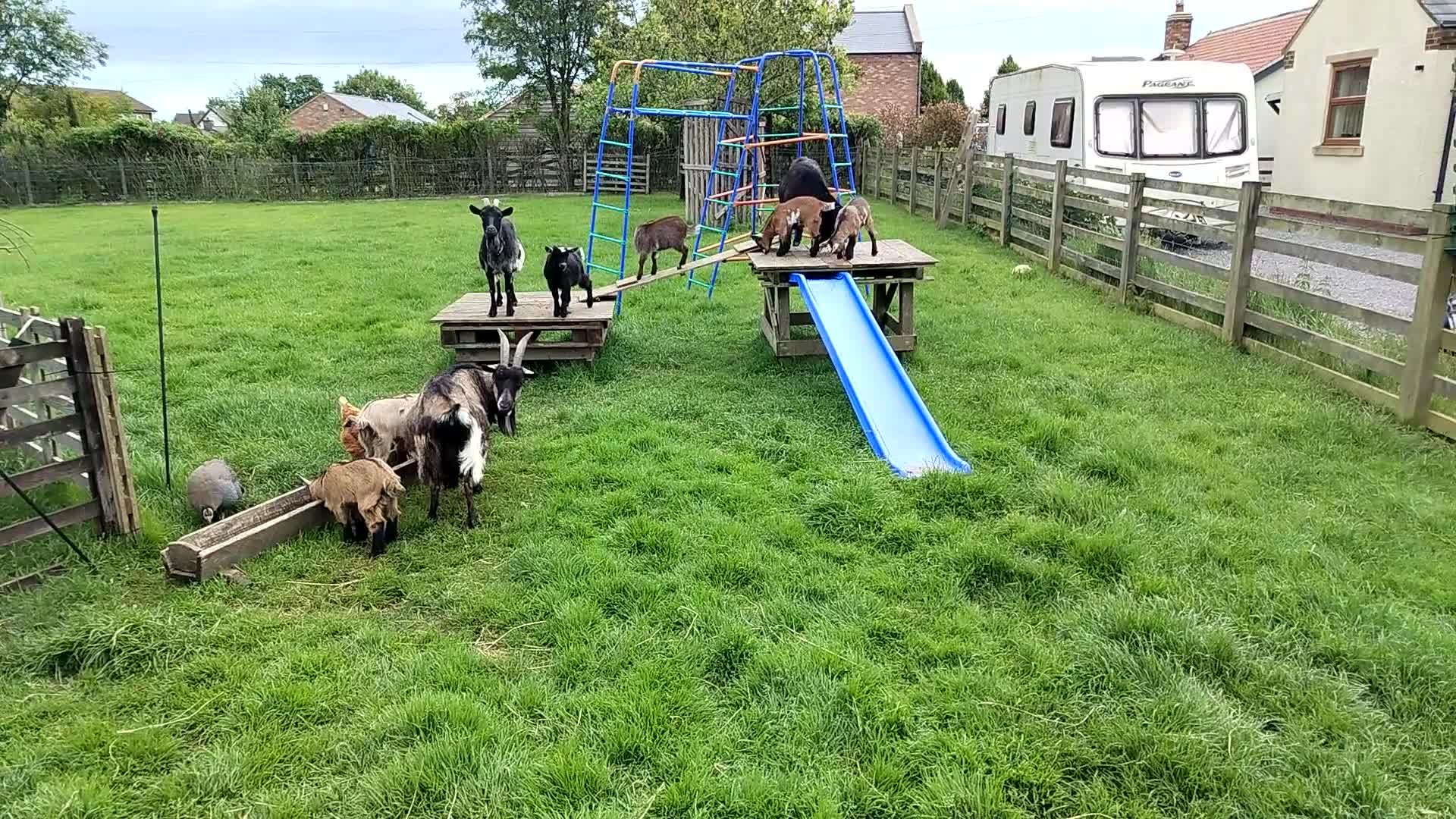 Goats livestock for sale: Pygmy Goats  in Richmond - Video 2