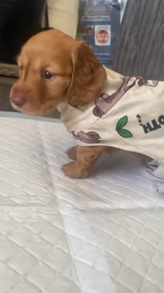 Dachshund dogs for sale: Long haired miniature  - Video 5