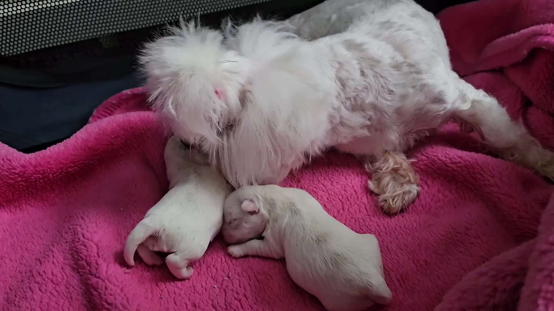 Maltese dogs for sale: MALTESE💖KC.Registered,5 generation pedigree🩵 🐩 - Video 1