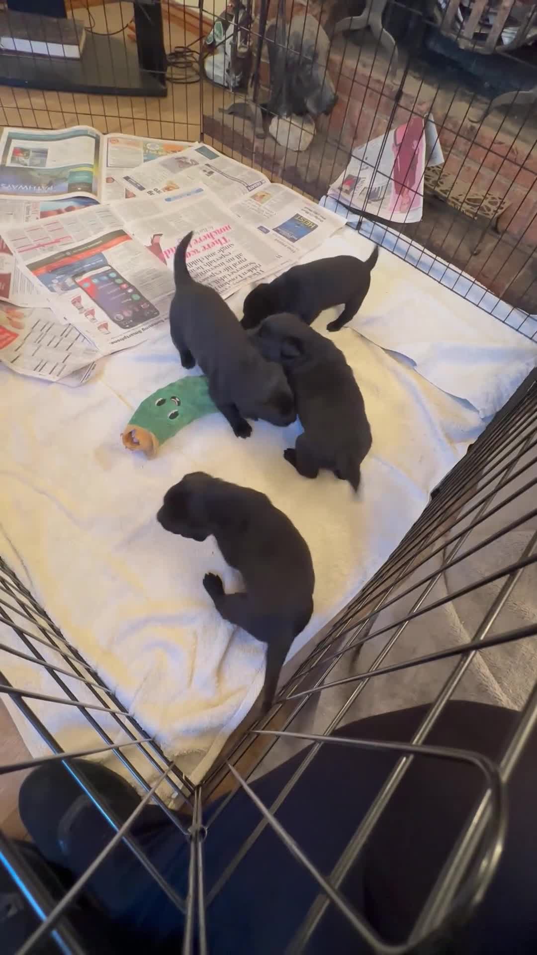 Mixed Breed dogs for sale: 3 Labrador X Rottweiler puppies for sale - Video 1