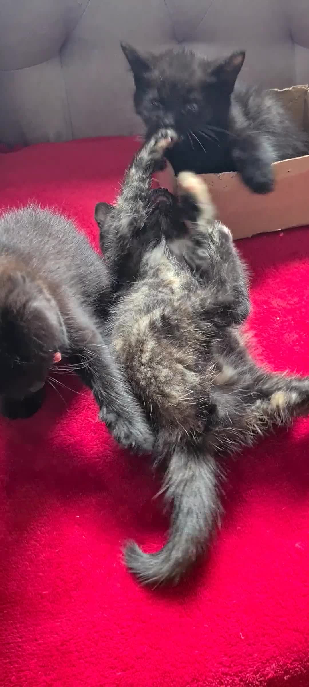 Mixed Breed cats for sale: Maine coon x Bengal  in Maybole - Video 2