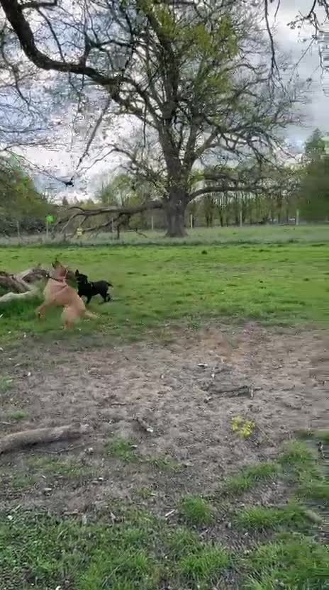 Labrador Retriever dogs for sale: Freya, sweet intelligent 1 year old Lab in Crowborough - Video 2