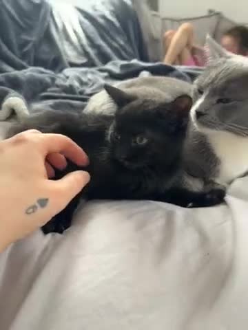 Mixed Breed cats for sale: 6 beautiful Persian Russian Blue mix tabby kittens - Video 2