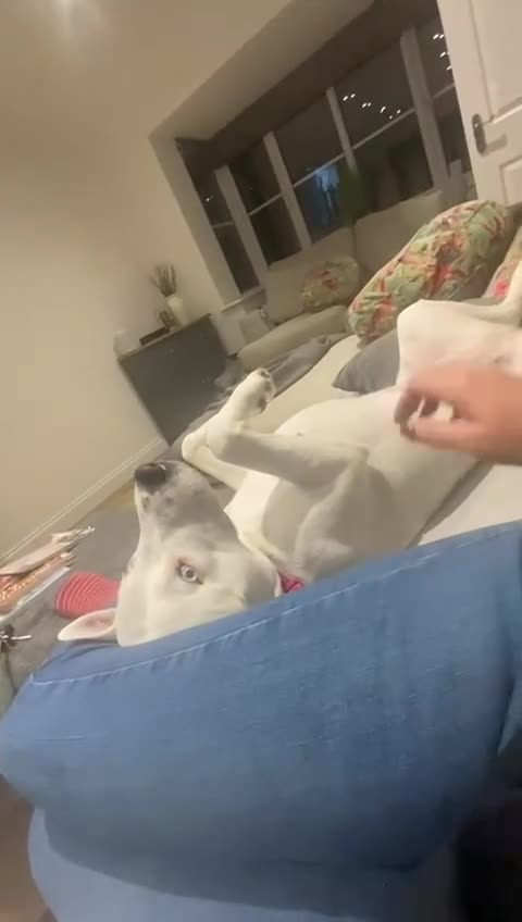 Mixed Breed dogs for sale: Beautiful Dog - Video 1