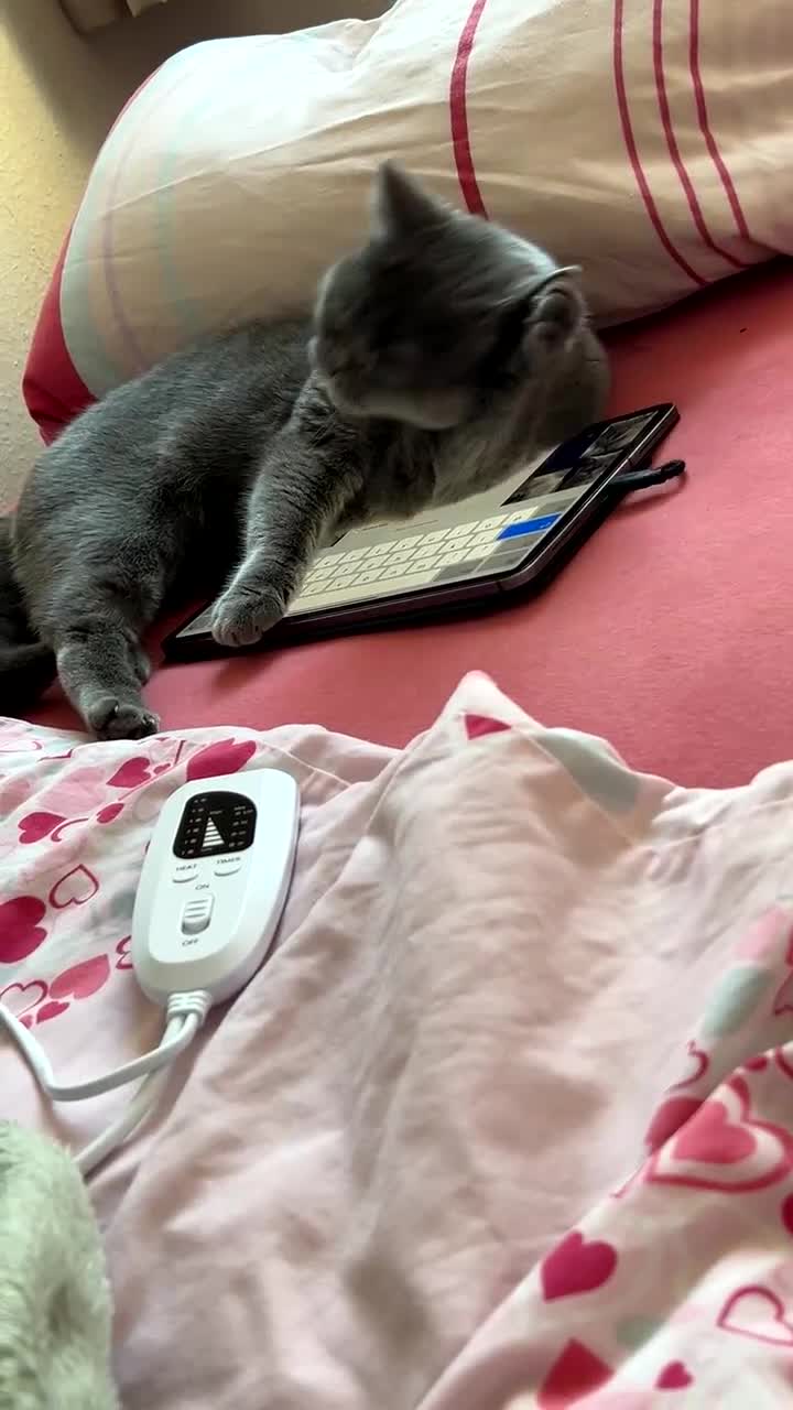British Shorthair cats for sale: Grey British shorthair  - Video 1