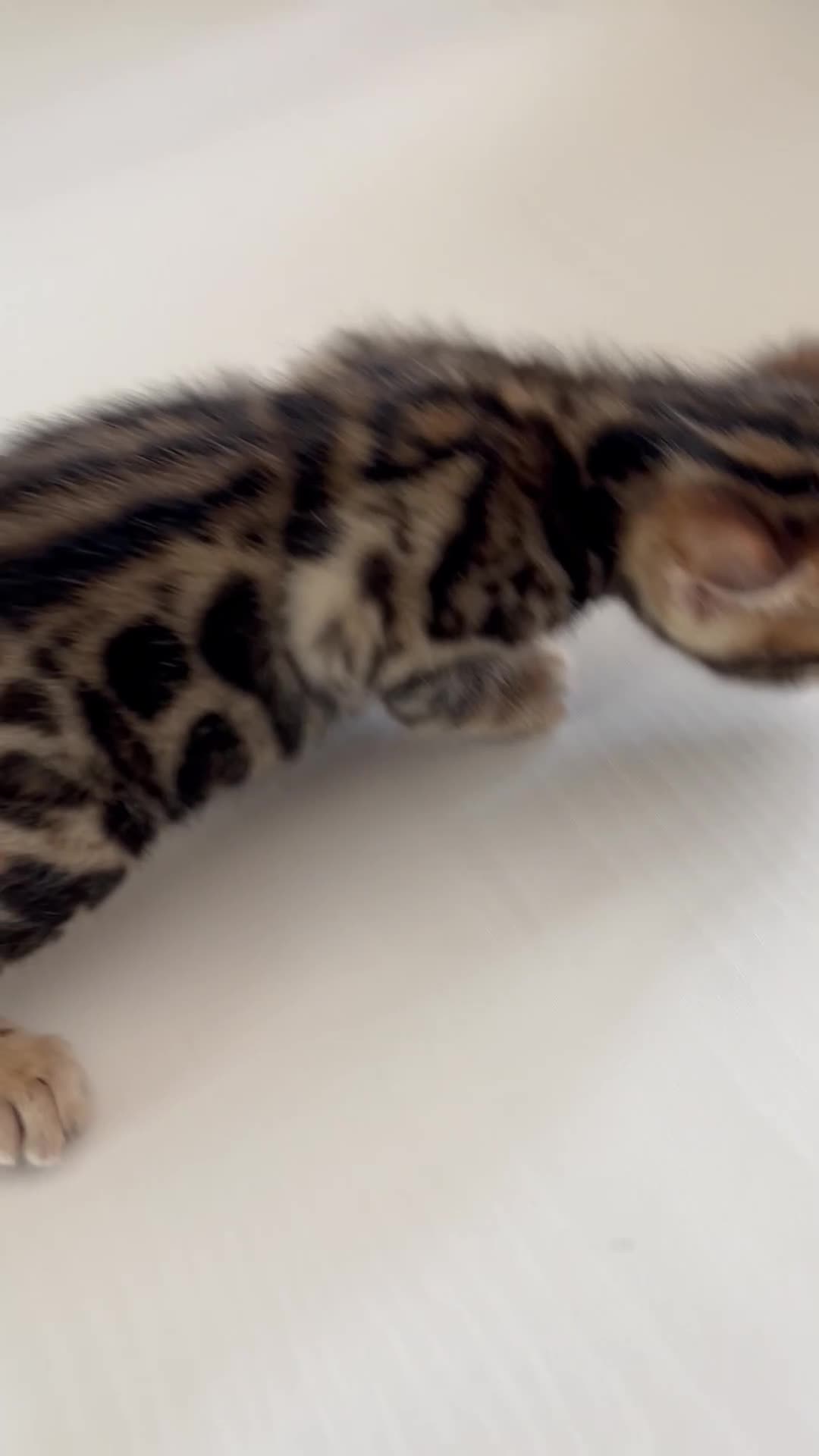 Bengal cats for sale: Bengal kittens  - Video 3