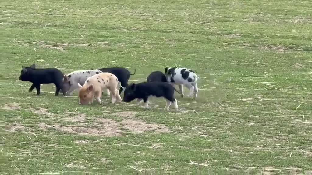 Pig livestock for sale: 🩷Do you have room in your heart for a mini pig🩷 - Video 1