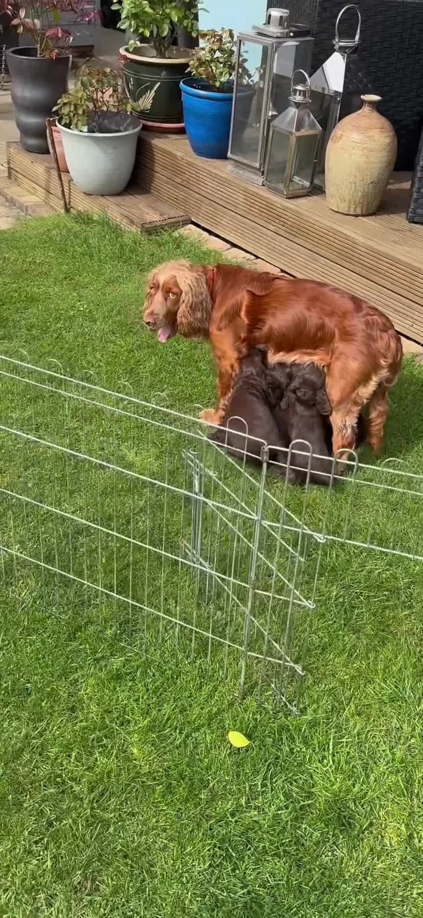 Cocker Spaniel dogs for sale: Working cocker spaniels in Chipping Campden - Video 1