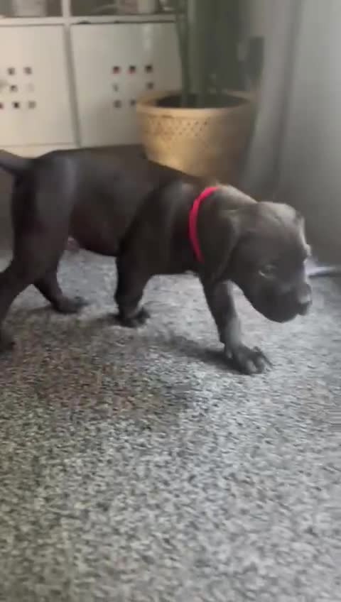 Cane Corso dogs for sale: Cane Corso Pups for Sale  - Video 3