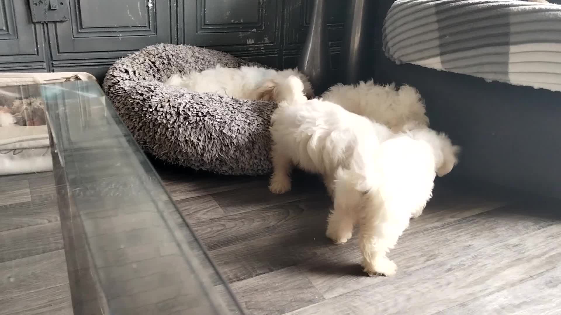 Maltese dogs for sale: Adorable Maltese Puppies for Sale.! - Video 2