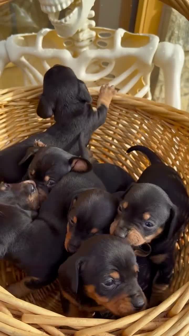 Jackshund dogs for sale: Miniature Jackshunds ✨  - Video 1