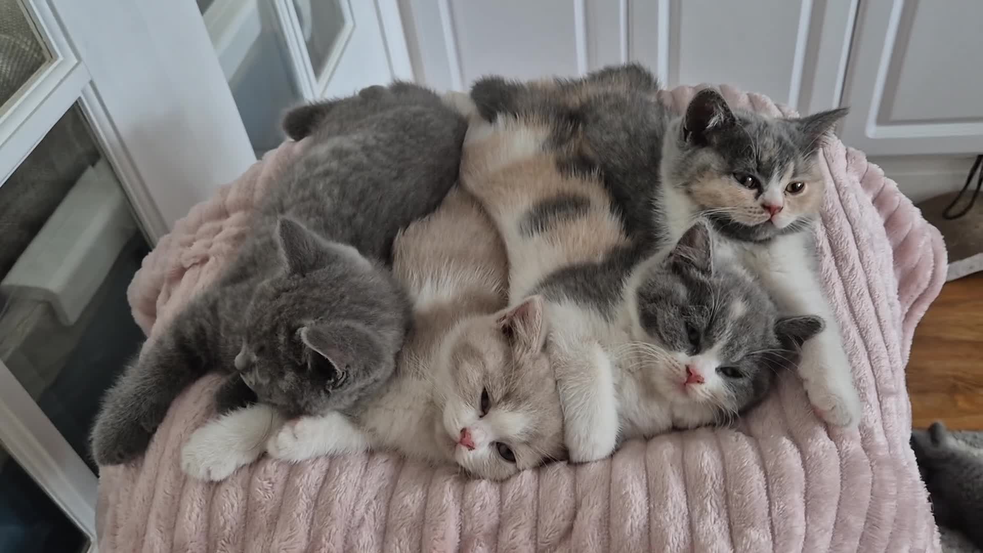 British Shorthair cats for sale: Ready! From GCCF parents with champions in line - Video 1
