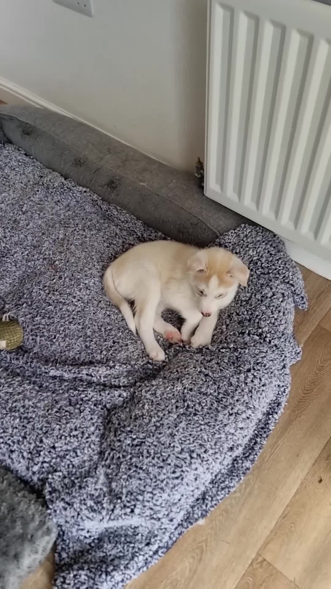 Siberian Husky dogs for sale: Husky puppies in Carlisle - Video 1