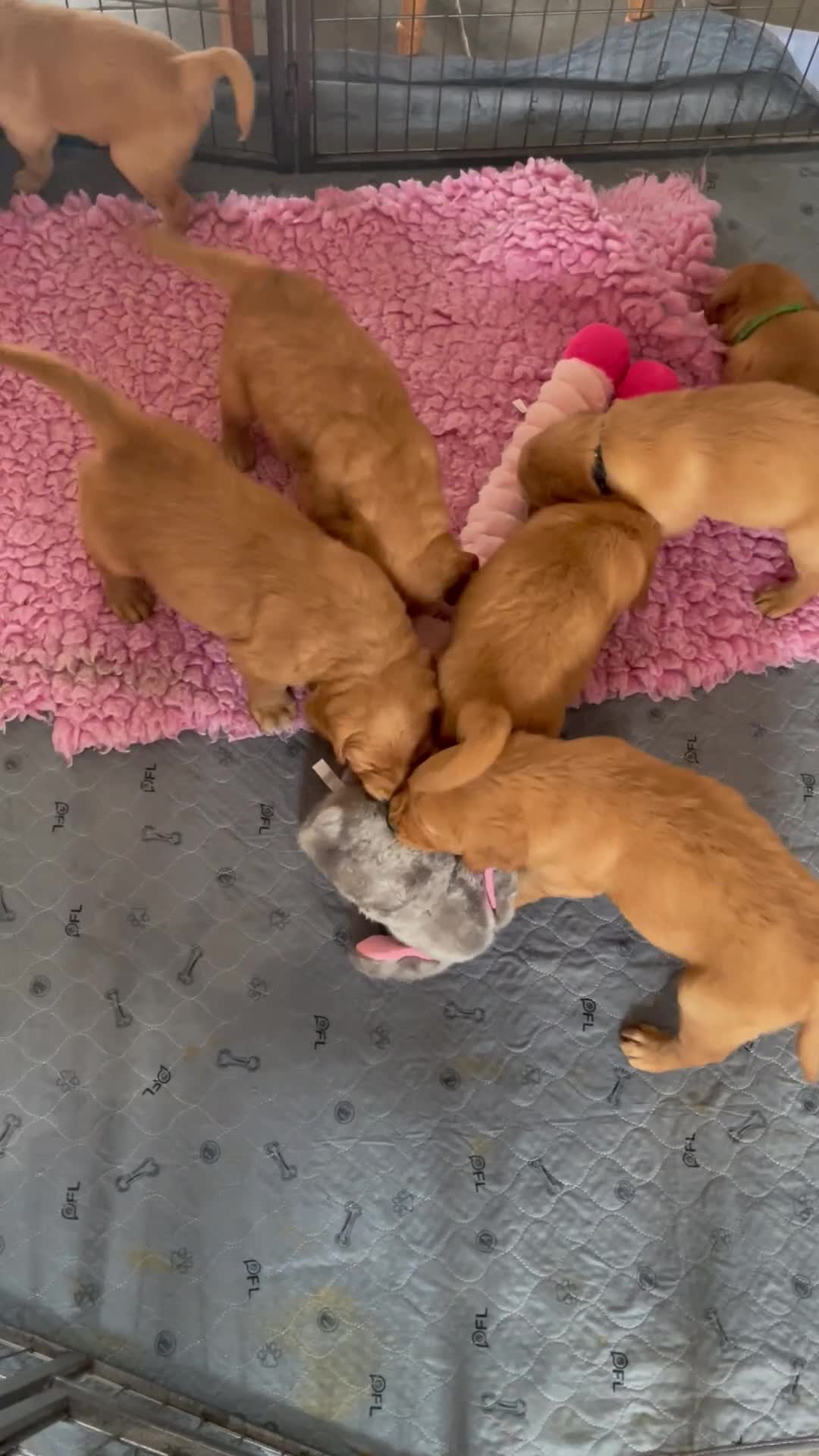 Golden Retriever dogs for sale: Health tested golden retrievers  - Video 1