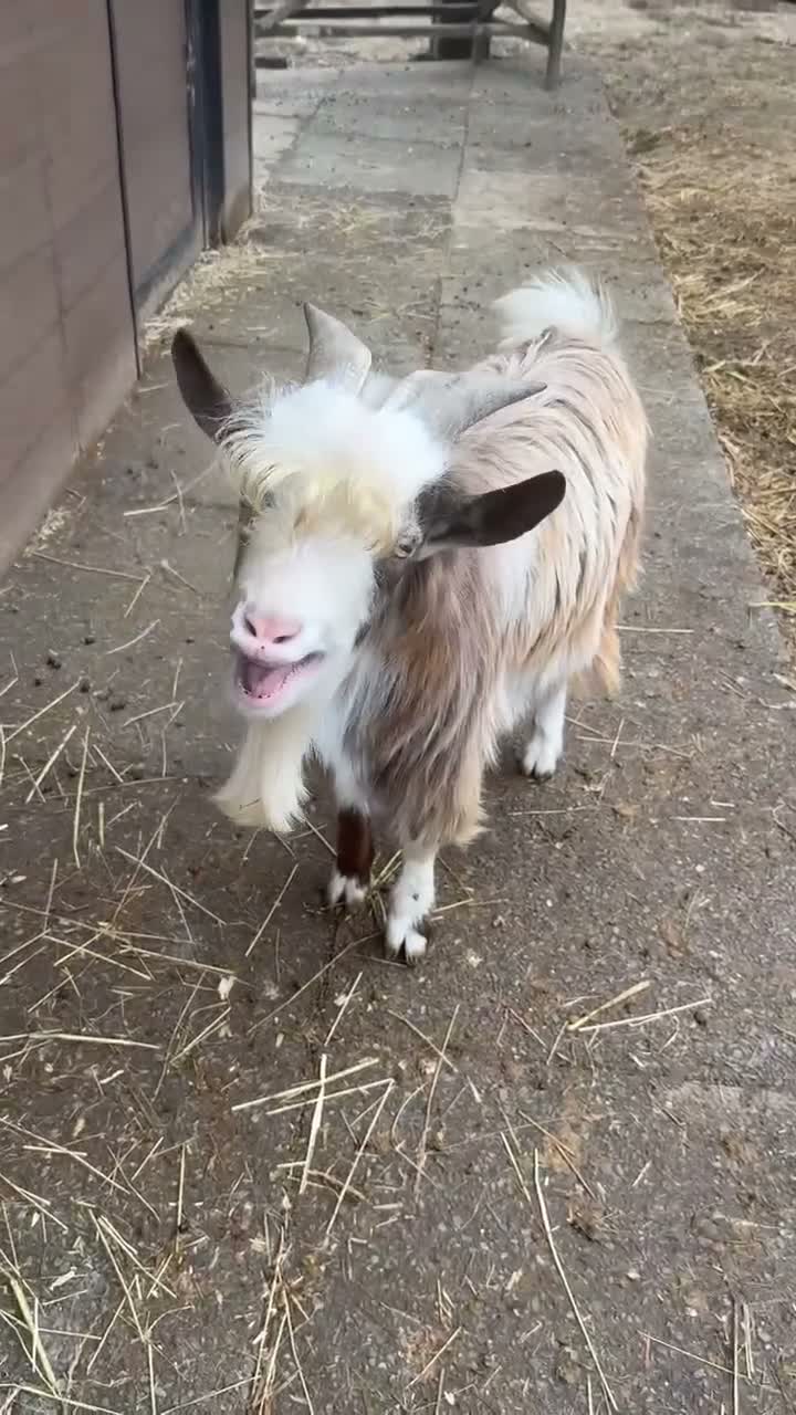 Goats livestock for sale: Billy goat  - Video 2
