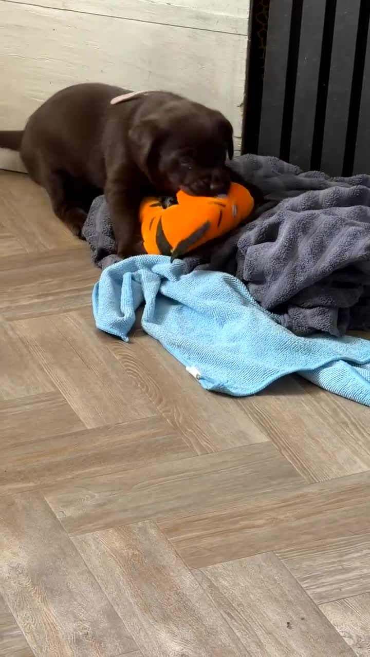 Labrador Retriever dogs for sale: KC Labrador puppies - Video 2