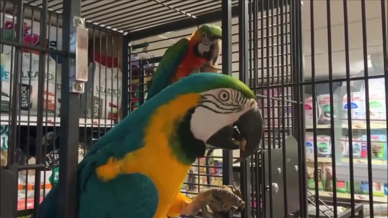 Macaws birds for sale: Blue and Yellow macaw for Rehoming  in London - Video 2