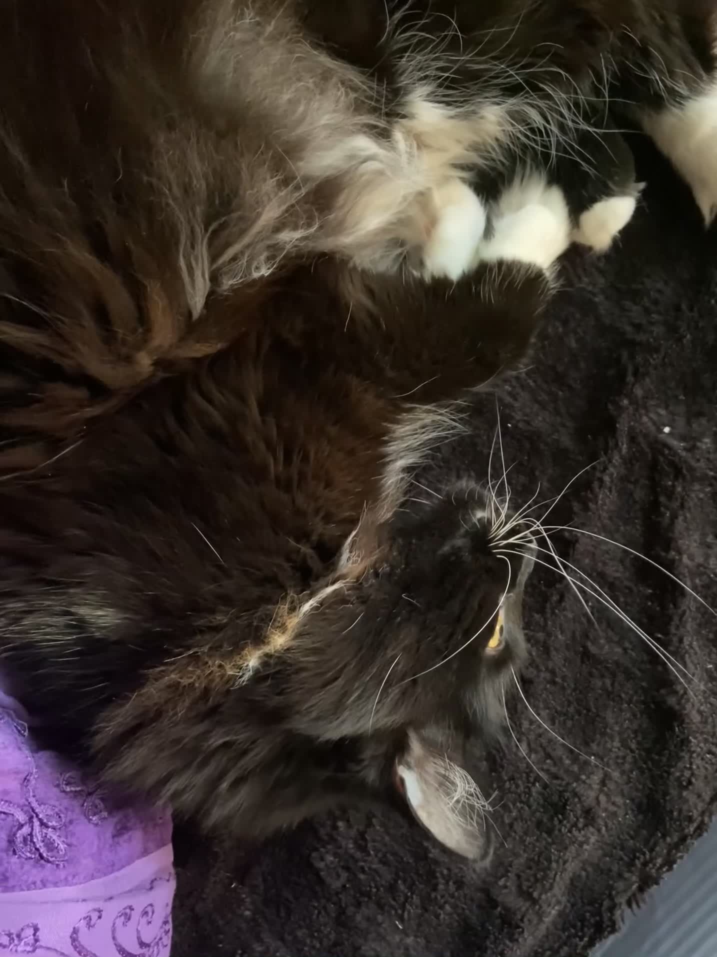 Mixed Breed cats for sale: 4Yr Male Maine Coon mix - Video 2