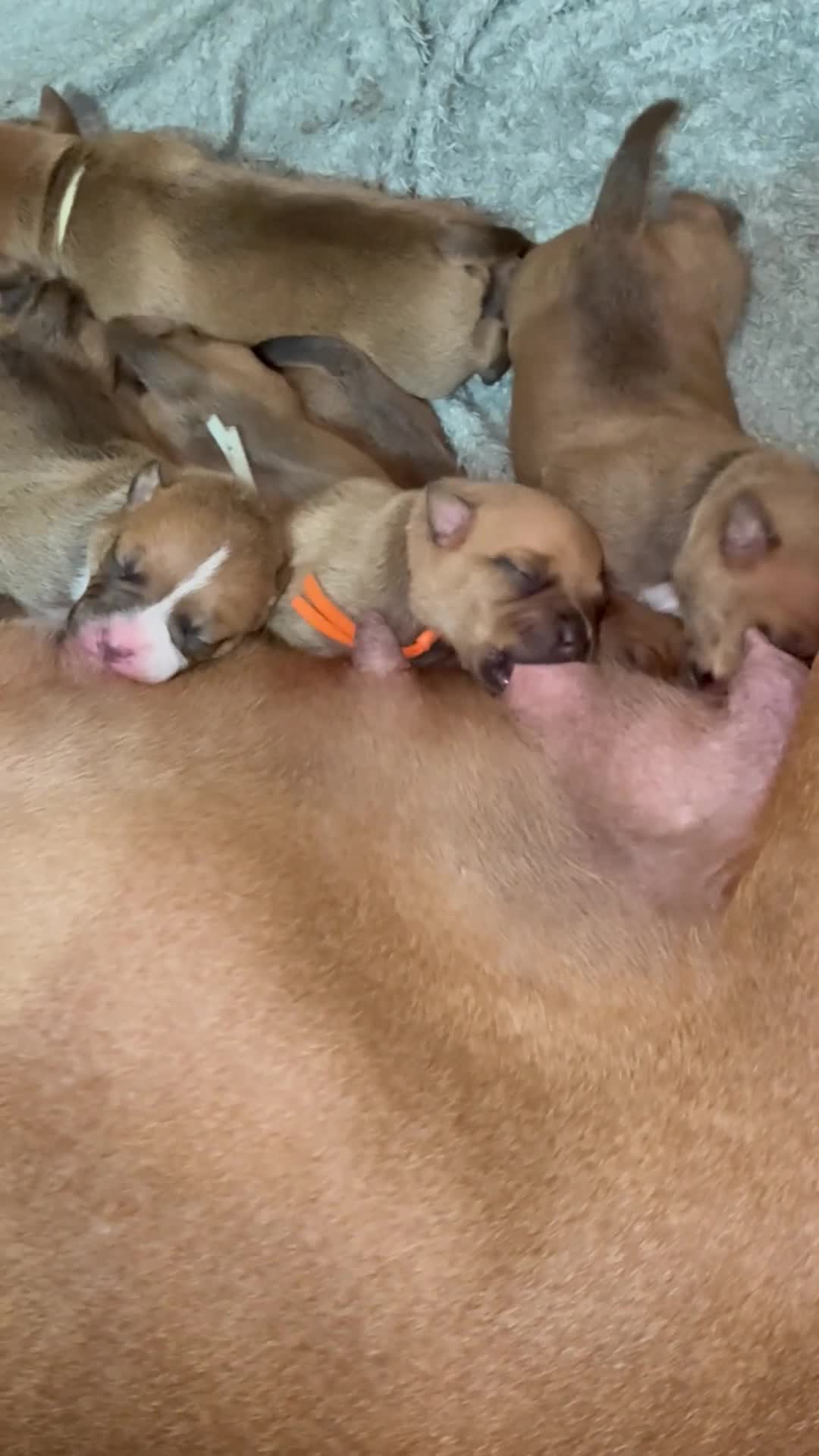 Staffordshire Bull Terrier dogs for sale: 🔥🔥STUNNING RED STAFF BULL TERRIER PUPPIES🔥🔥 - Video 1