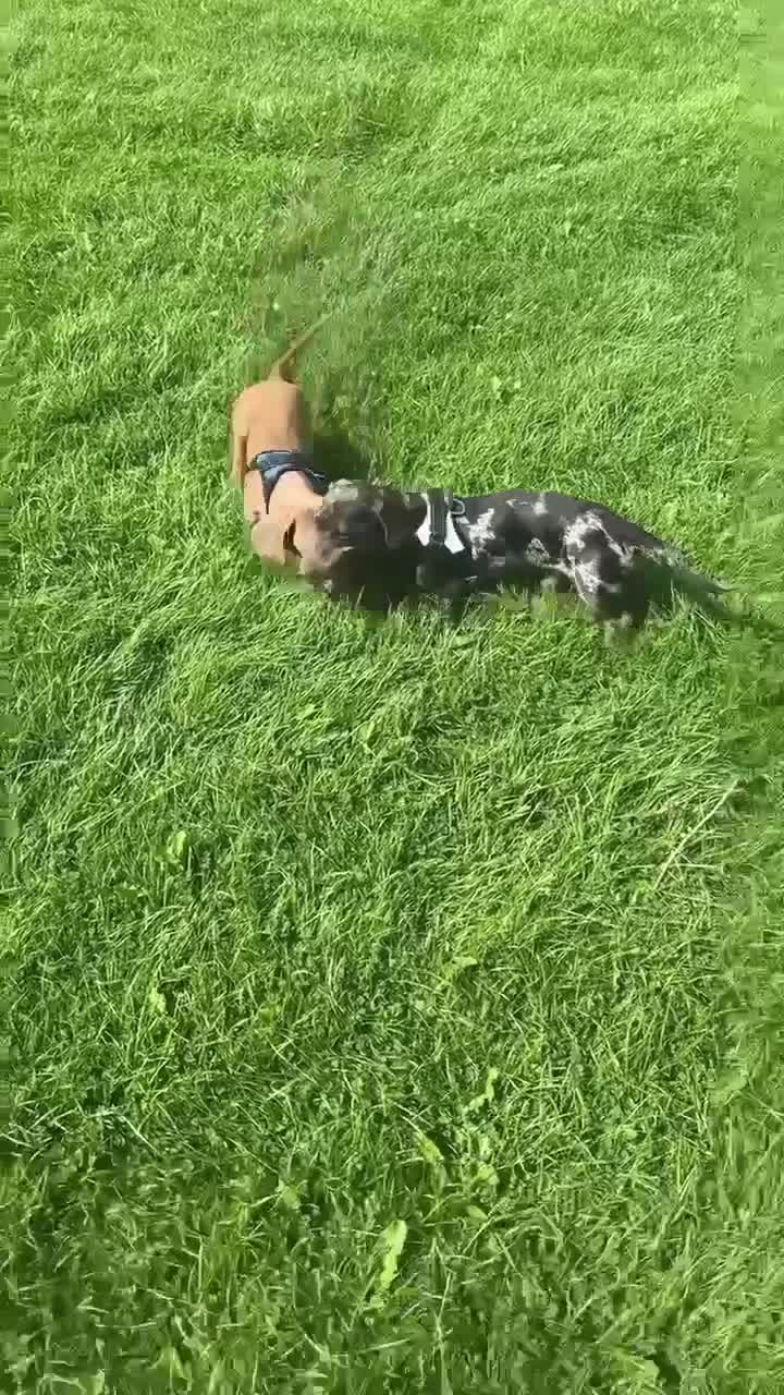 Miniature Dachshund dogs for sale: Two male miniature dachshund  - Video 1