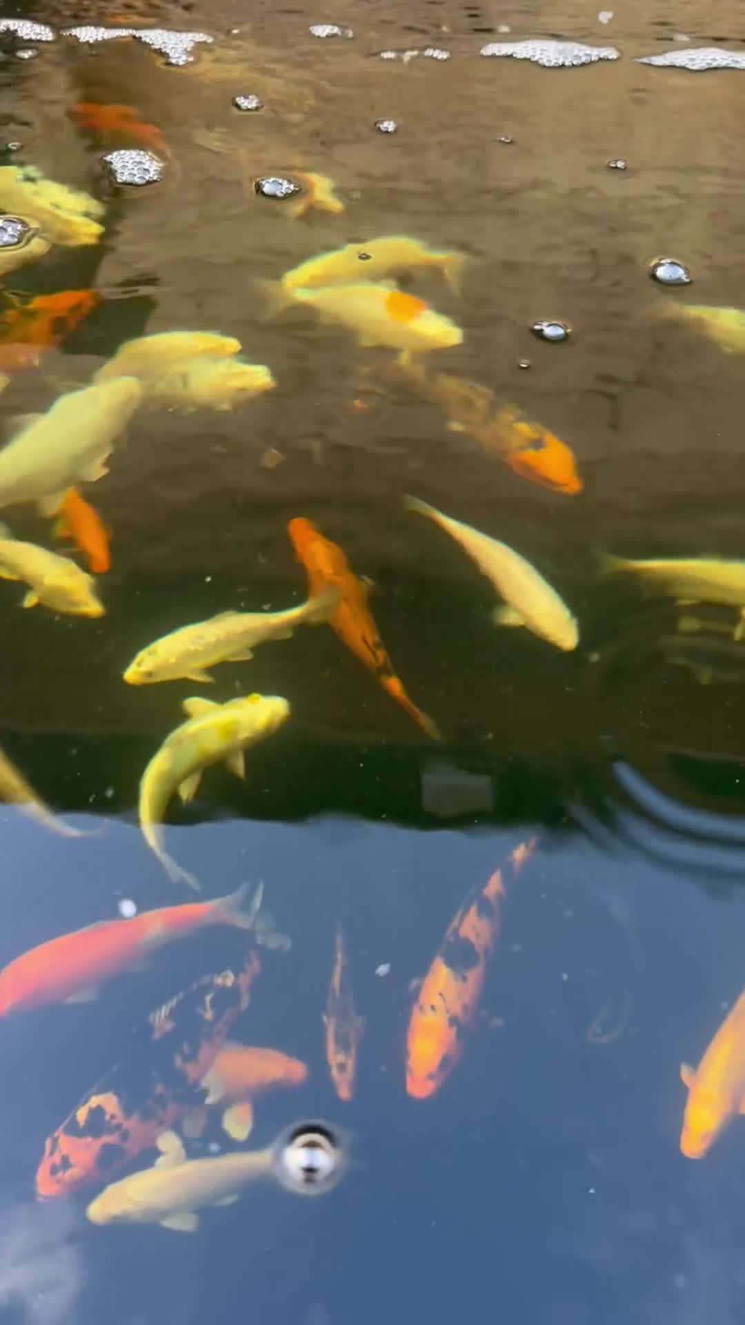Koi Carp fish for sale: Koi carp - Video 2