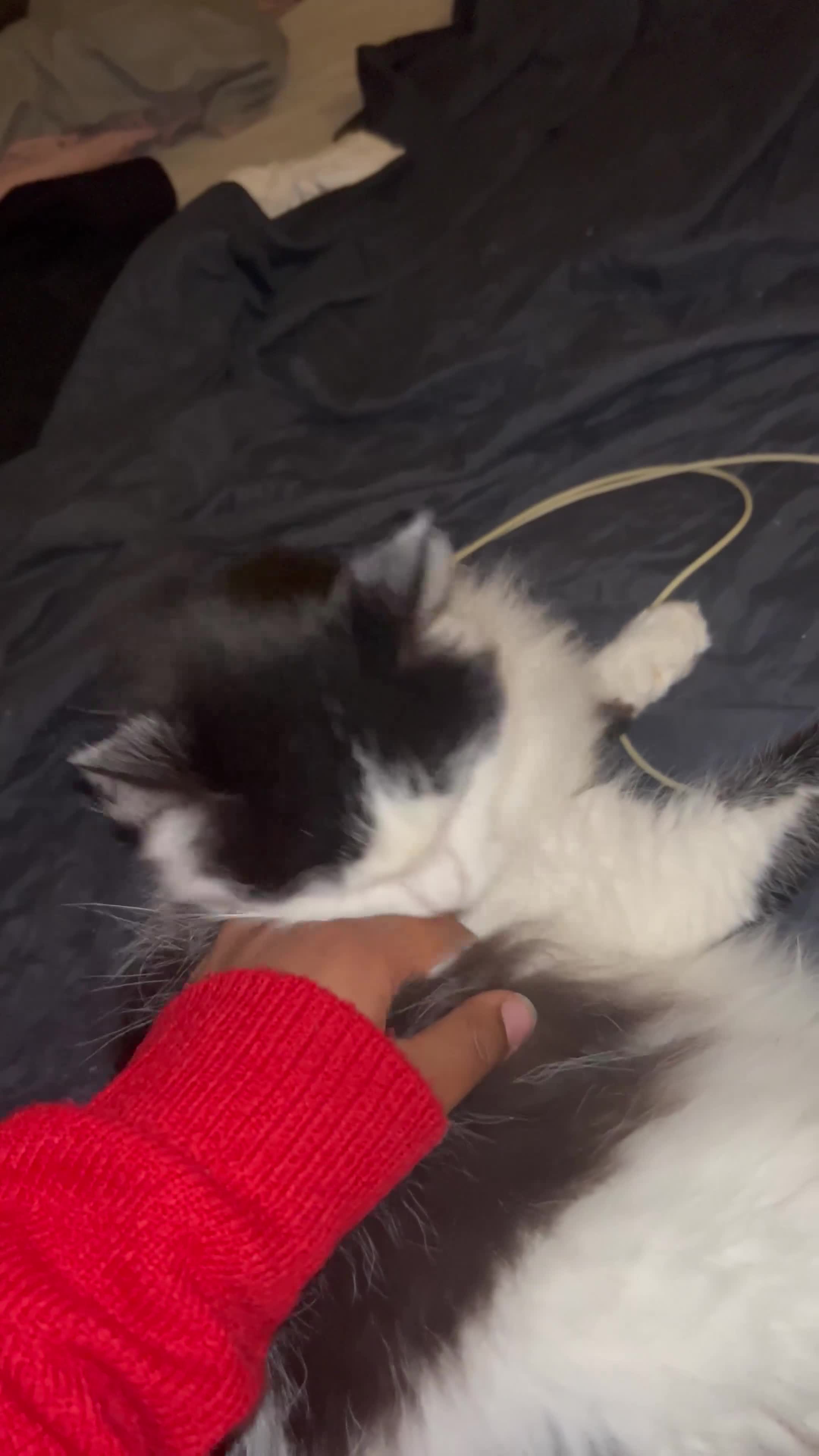 British Longhair cats for sale: Sheila - Domestic Longhair  - Video 1