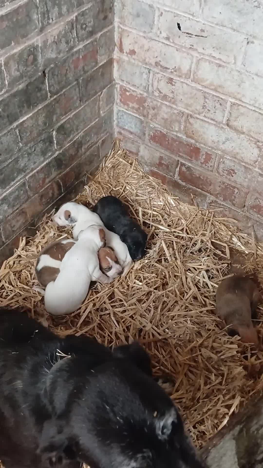 Mixed Breed dogs for sale: Lurcher puppies for sale - Video 1