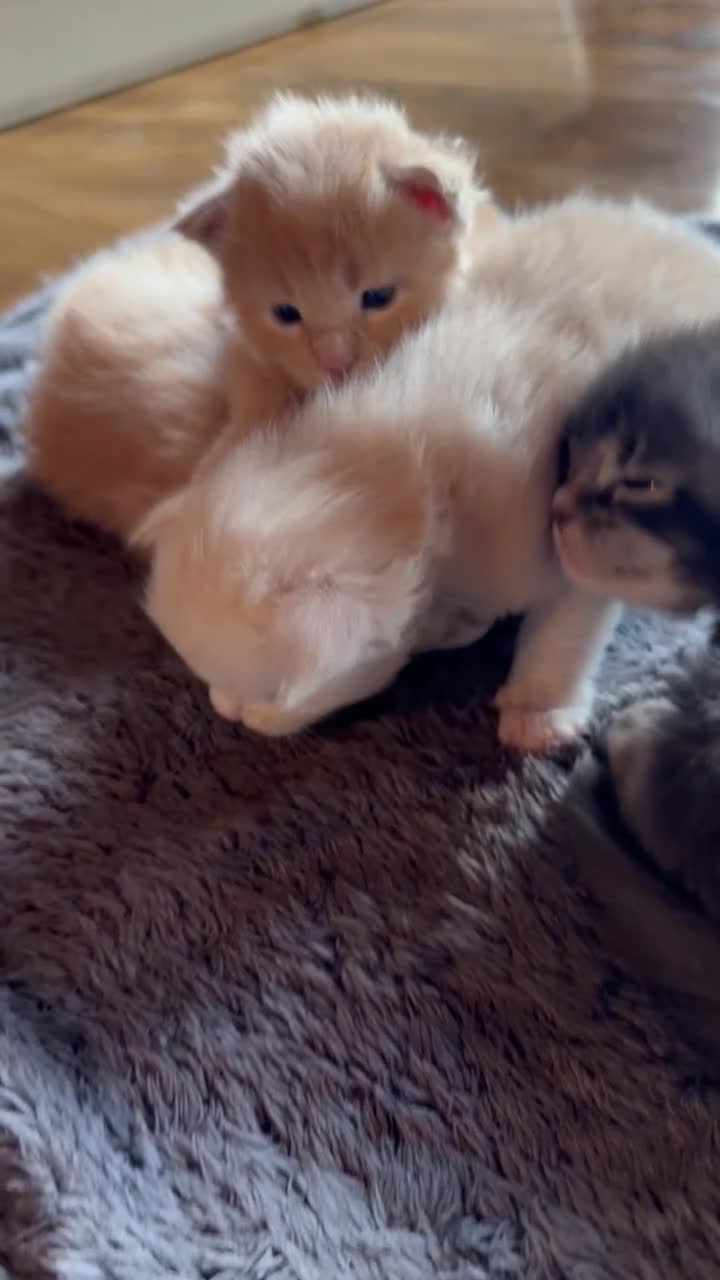 Maine Coon cats for sale: Maine Coon Kittens  - Video 1