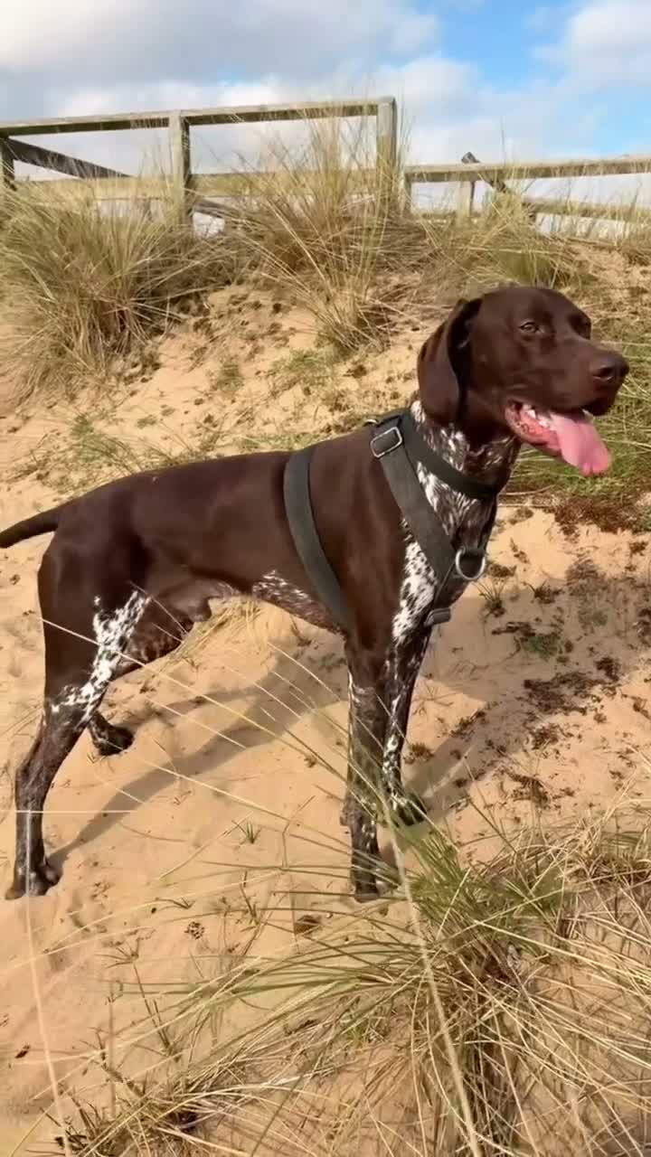 German Shorthaired Pointer dogs for stud: German Shorthaired Pointer for stud  in Liverpool - Video 1