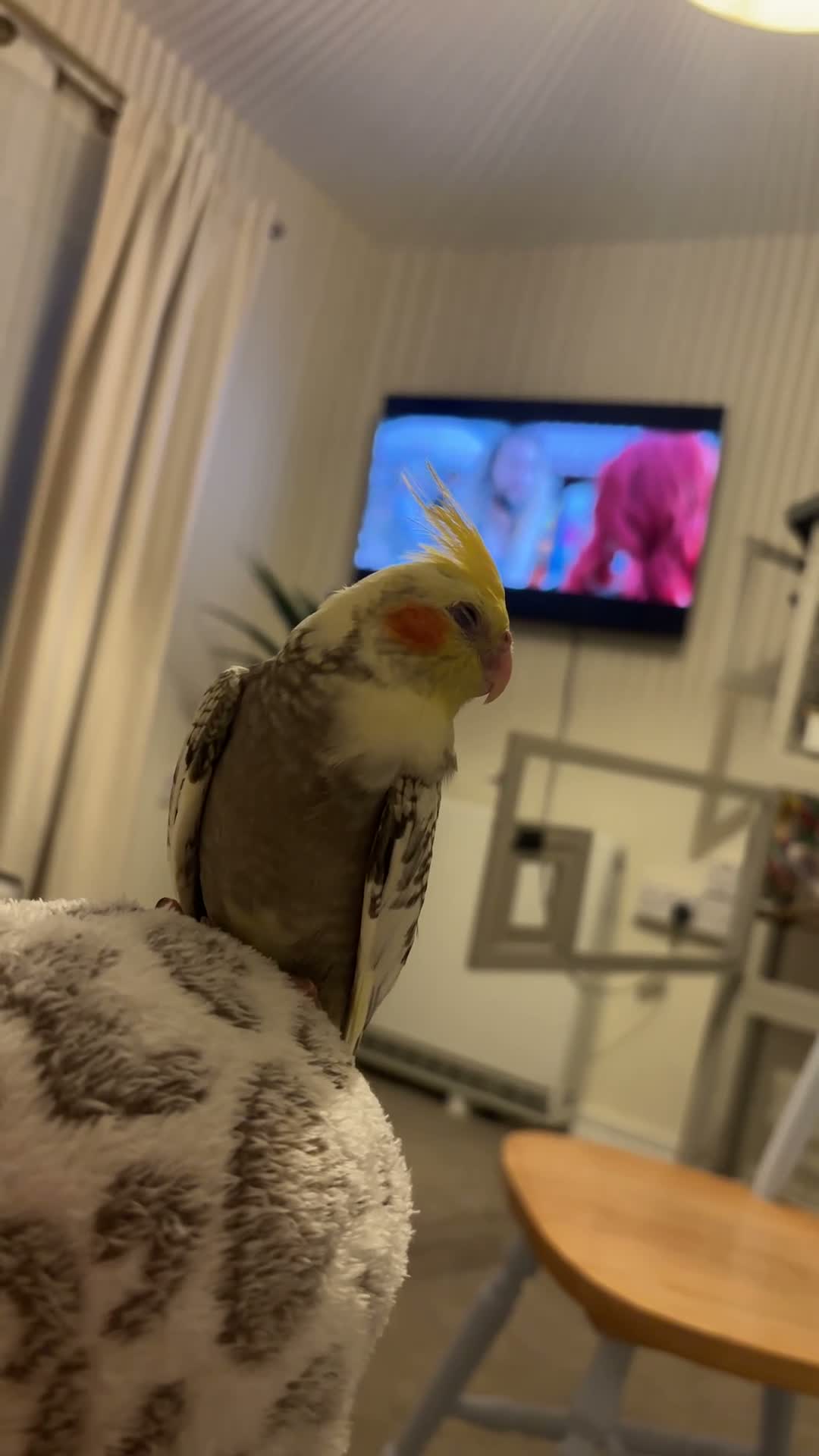Cockatiels birds for sale: 2 cockatiels pair in Romsey - Video 3