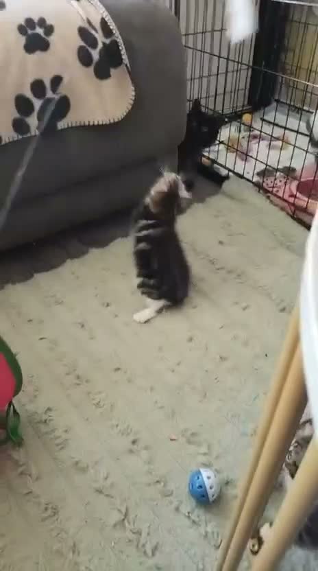 Mixed Breed cats for adoption: ❤️MARIO, LUIGI, PRINCESS PEACH & 💙DRIBBLE  - Video 1