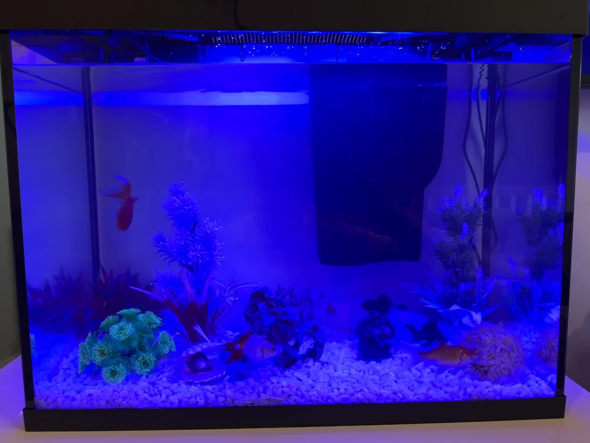 Goldfish fish for sale: Tetra Starter Line 80L LED Fish Tank - Video 2