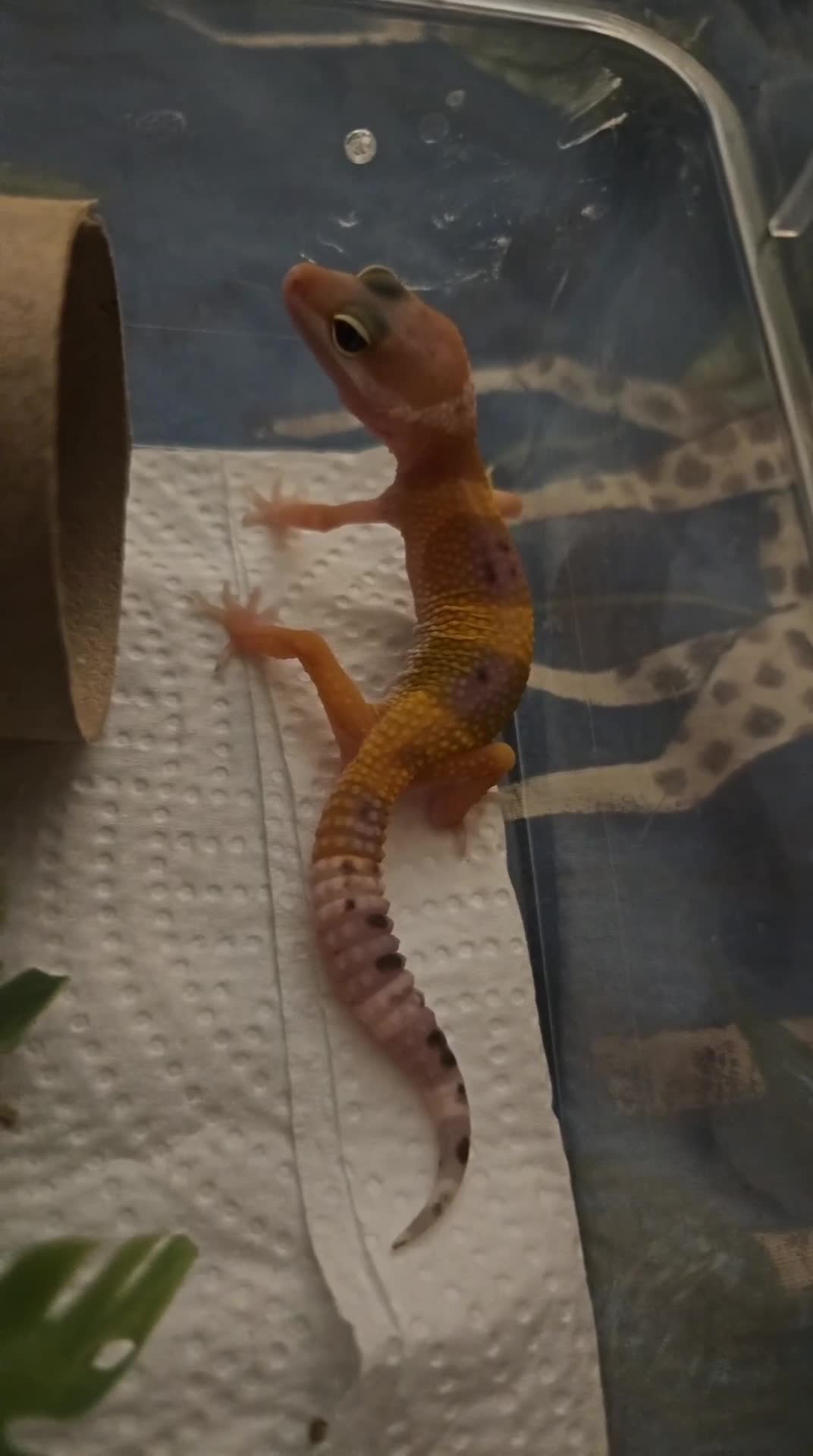 Leopard Gecko reptiles for sale: Leopard geckos available  - Video 3