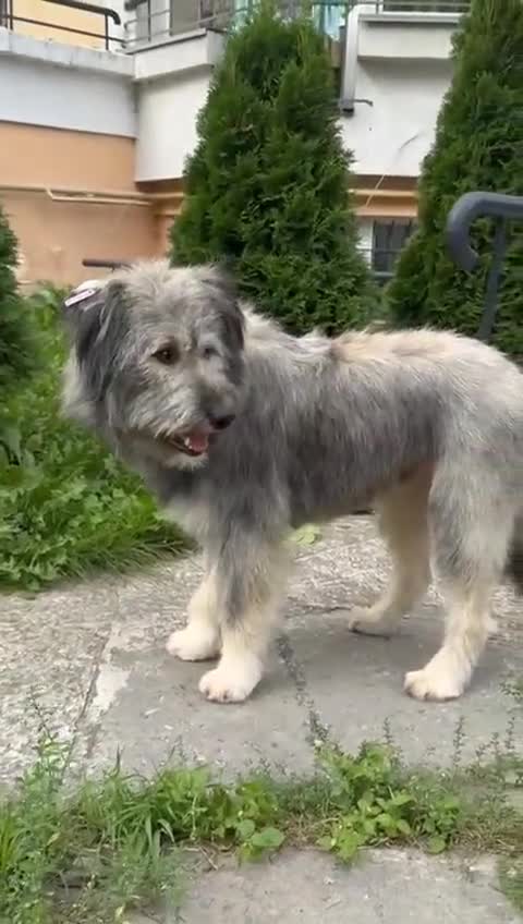 Mixed Breed dogs for adoption: 💙🐶 TEDDI 🐶💙 - Video 1