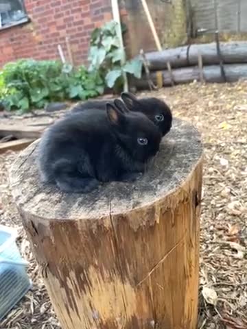 Netherland Dwarf rabbits for sale: Rare Colours Netherland Dwarfs - Video 2