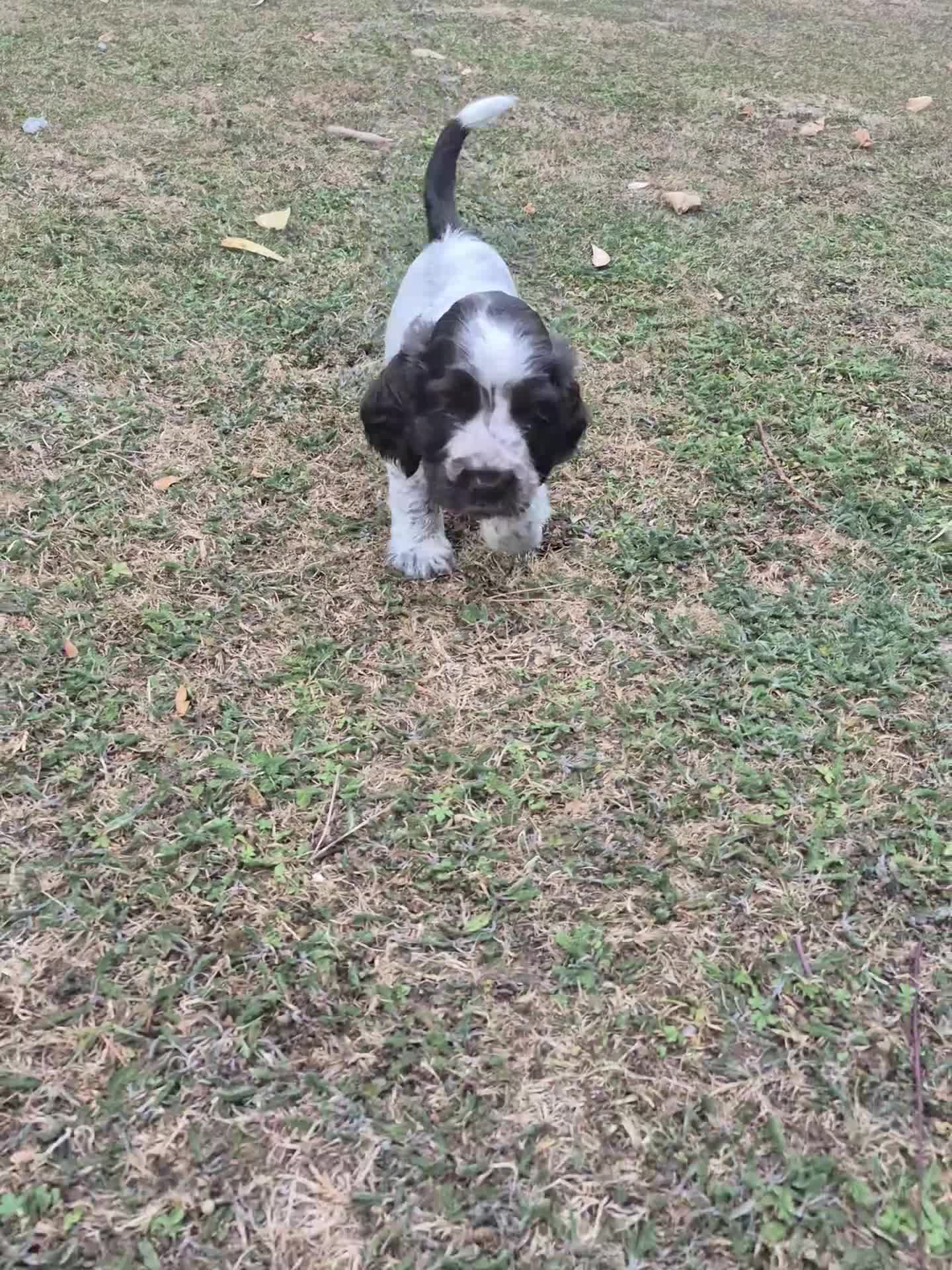 Cocker Spaniel dogs for sale: Show cocker spaniel  - Video 1