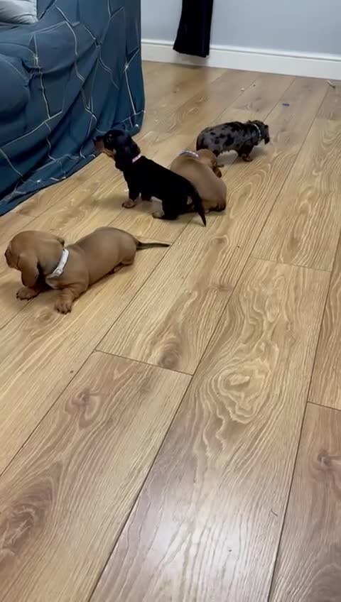 Miniature Dachshund dogs for sale: Last 2 boys miniature dachshund ready to leave now - Video 1