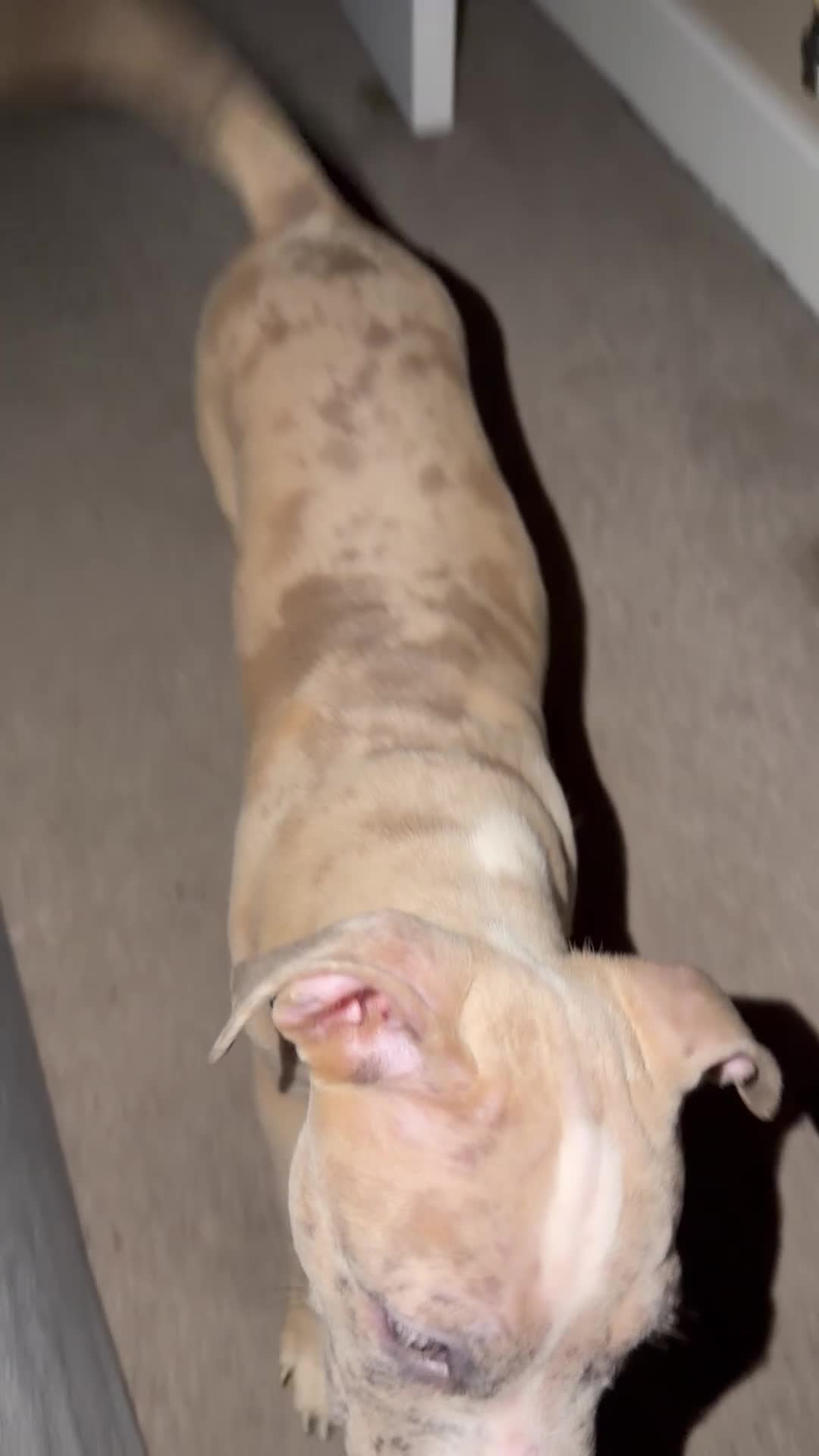 American Bully dogs for sale: Gorgeous bully puppy! - Video 1