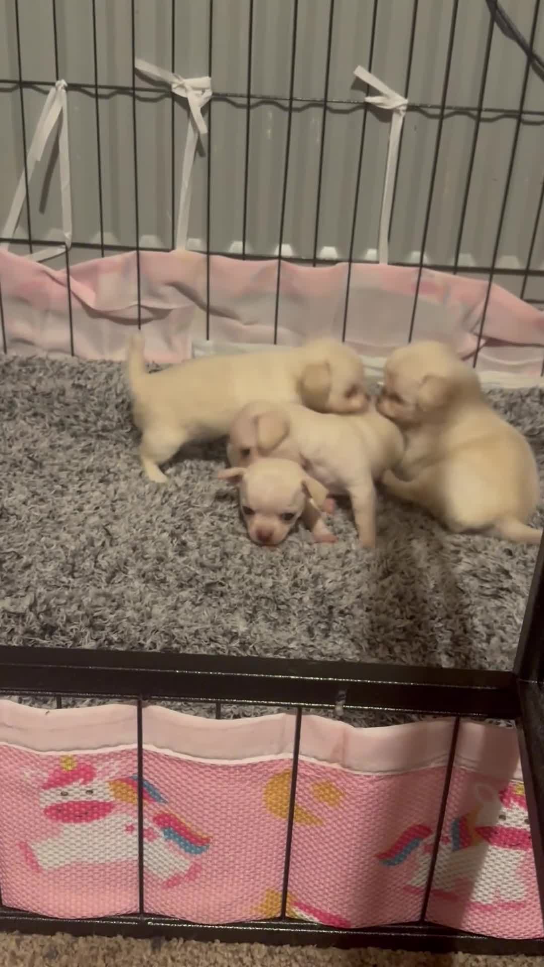 Chihuahua dogs for sale: Double chocolate platinum baby’s  - Video 1