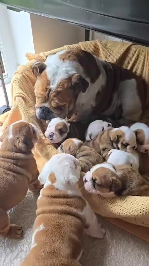 English Bulldog dogs for sale: Show Kennel Avaword Bulldog puppies  - Video 1