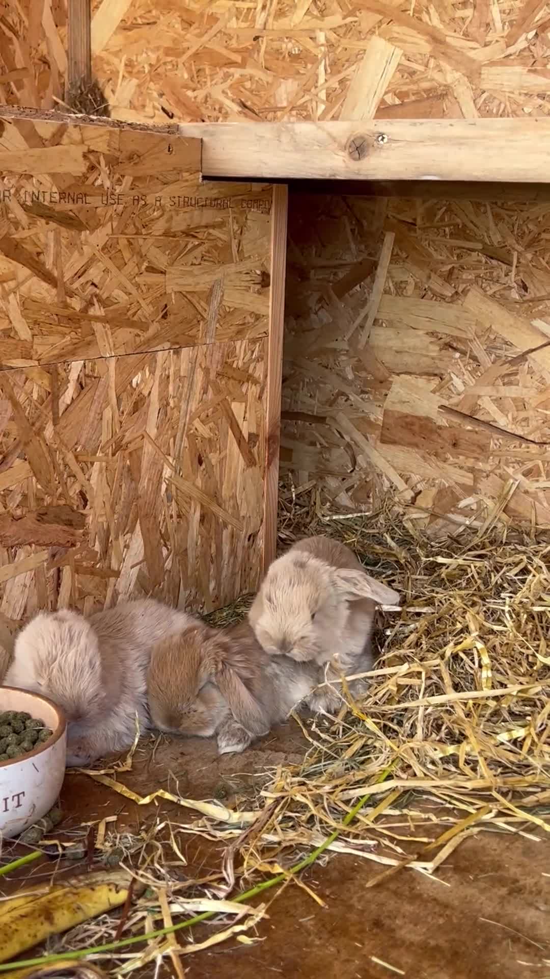 French Lop rabbits for sale: Pure French lops  - Video 4