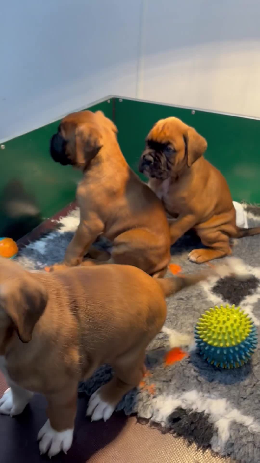 Boxer dogs for sale: Boxer puppies for sale  - Video 1